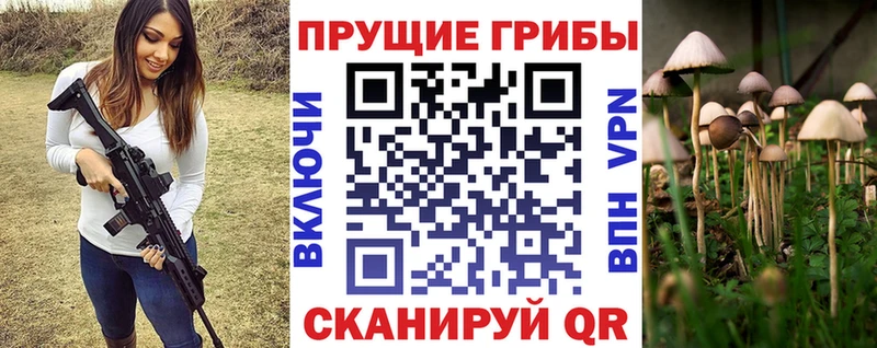 Купить где  Иннополис  Галлюциногенные грибы Psilocybine cubensis 